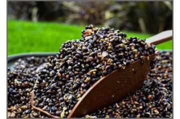 5kg Fresh Cooked & Prepared Hemp Seed~Fishing Hempseed Particle~Cheapest in UK +Free P&P !